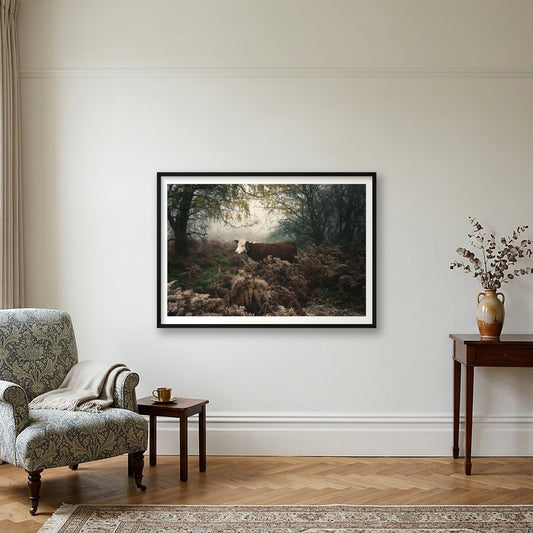 Jamie Tilley – Hereford Cow — 100×70cm, 39×28" Black Frame