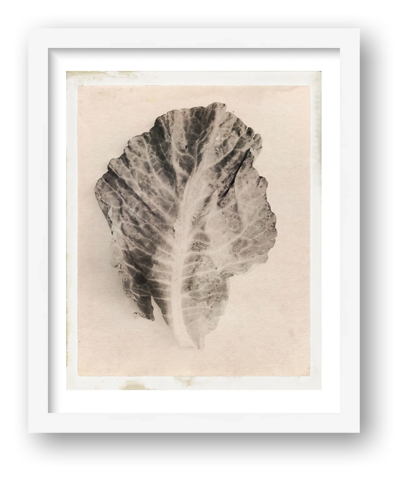 Edwin Philpott – Cabbage Leaf Victoriana — framed