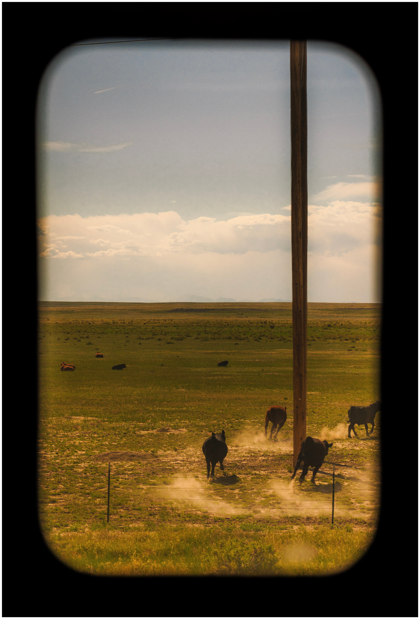 A landscape print featuring a herd of cattle in a field with a telephone pole in the foreground.