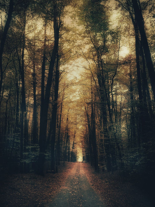 A black and white photo of a tree-lined path with a yellowish tint, indicating the image is older or has a vintage feel.