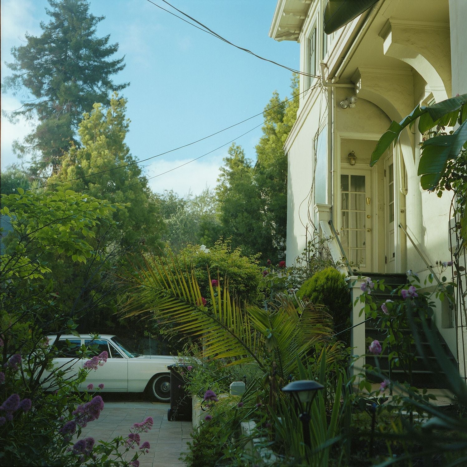 A photograph featuring a residential street scene with a lot of green foliage 