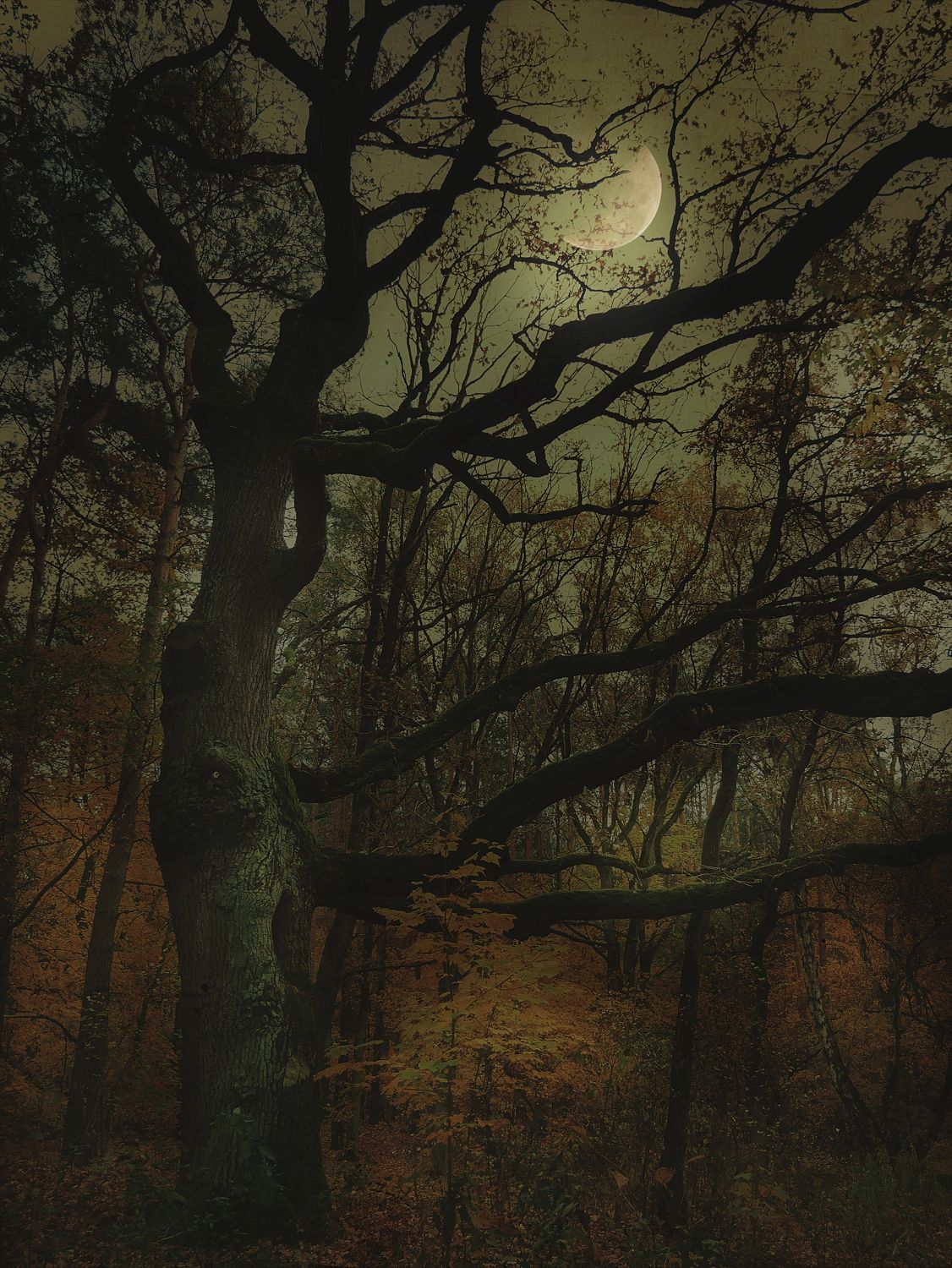 A photo of a tree with a full moon in the background, within a forest setting.