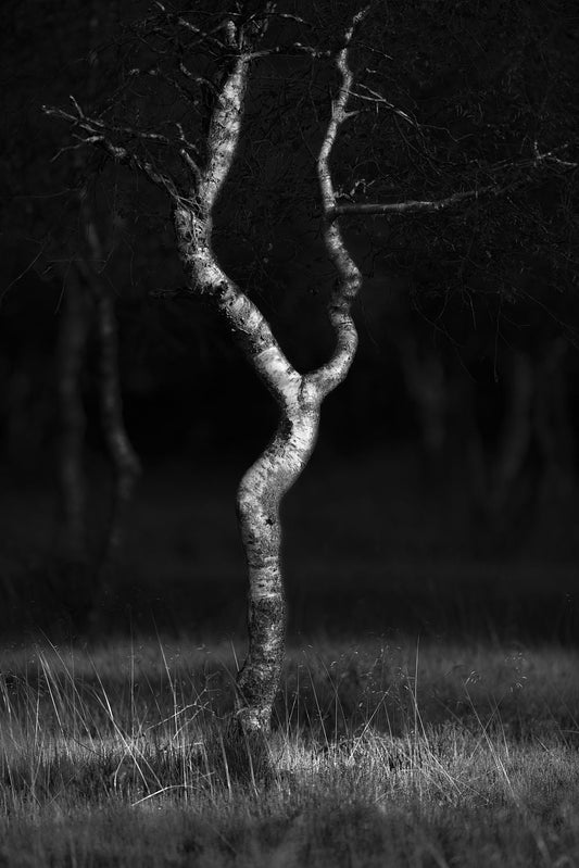 A black and white image of a minimalist art pose sculpture, with a distinctive, elegant pose. Trees are visible in the background, suggesting the sculpture might be outdoors or in a garden setting.