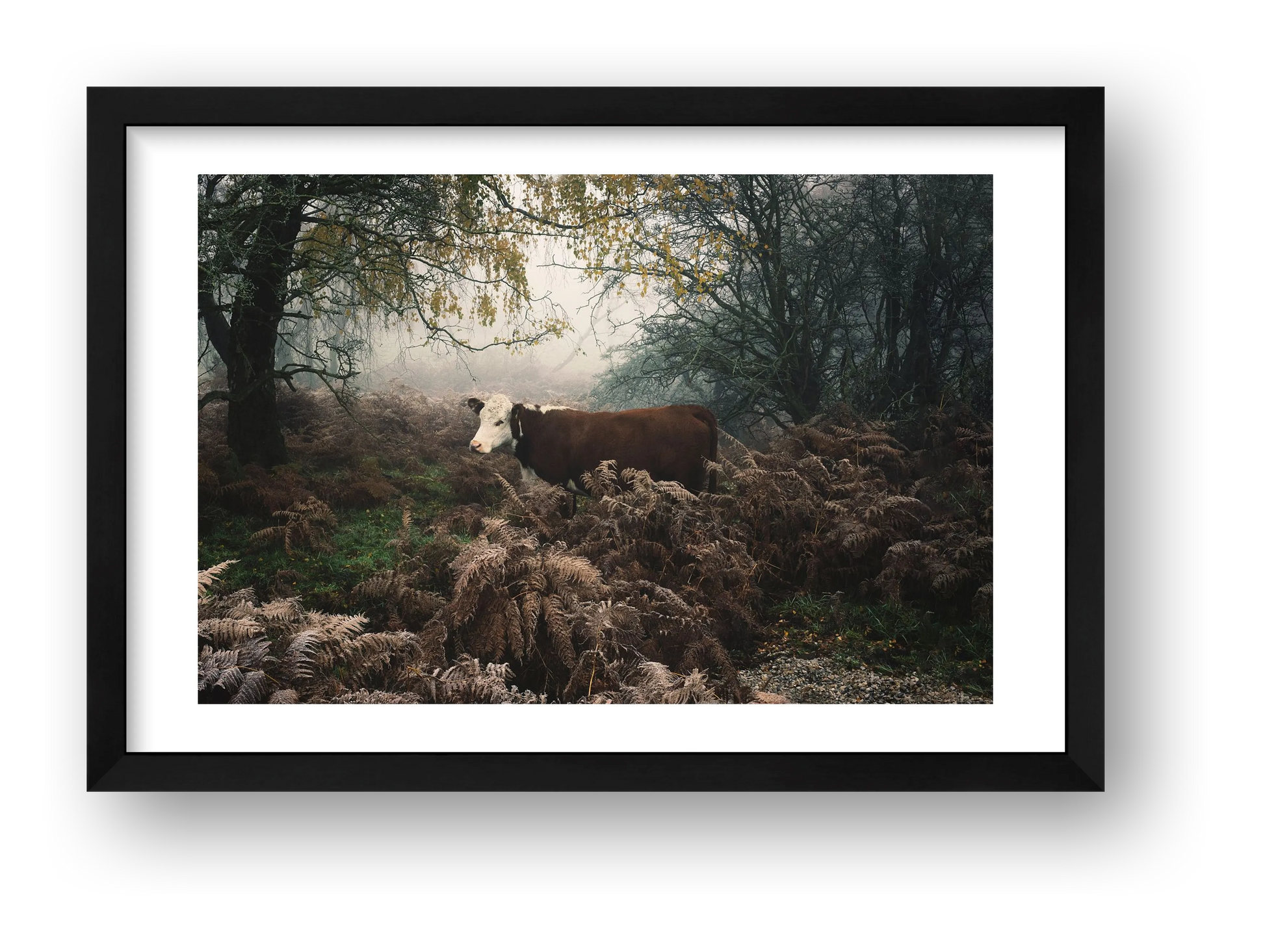 Jamie Tilley – Hereford Cow — framed