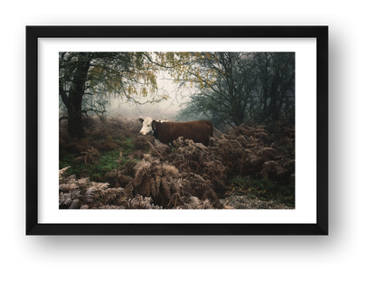Jamie Tilley – Hereford Cow — framed
