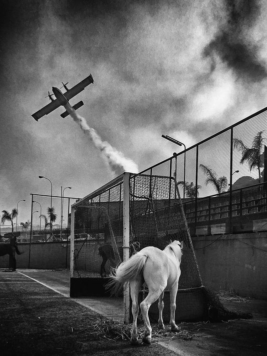Black and white photo of an airplane taking off with a horse in the foreground looking towards the airplane