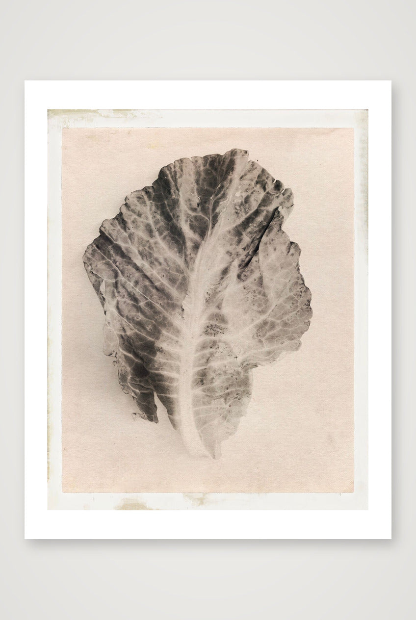 Edwin Philpott – Cabbage Leaf Victoriana — 28×35cm, 11×14" Print only
