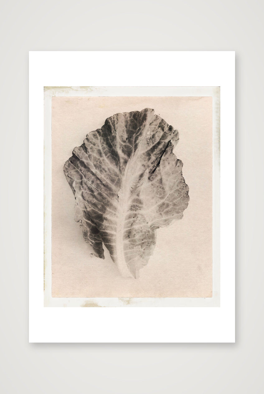 Edwin Philpott – Cabbage Leaf Victoriana — A4 (21×30cm, 8×12") Print only