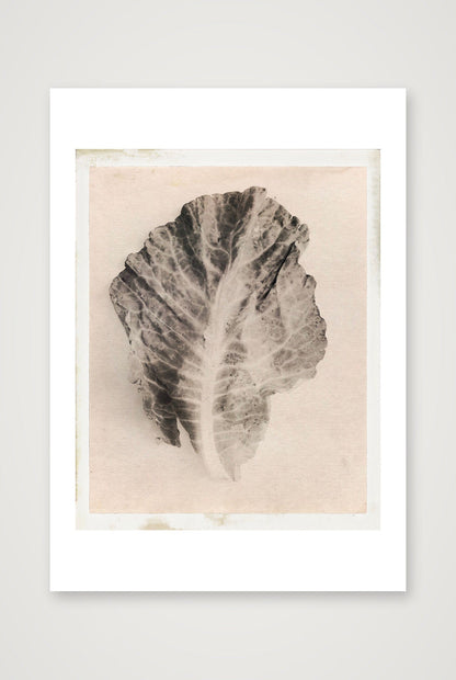 Edwin Philpott – Cabbage Leaf Victoriana — A4 (21×30cm, 8×12") Print only