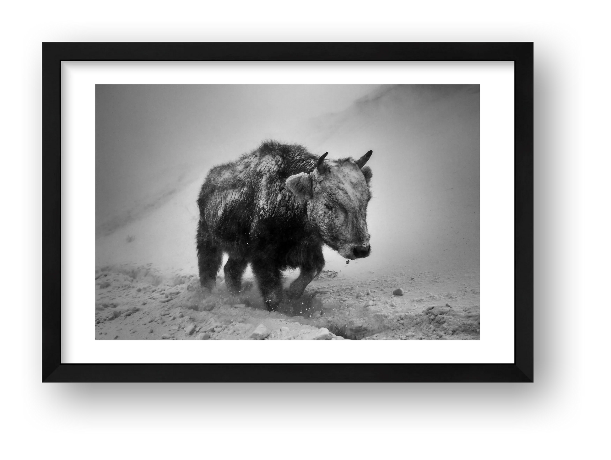 Orsoo Bayarsaikhan – Mongolian Bison — framed