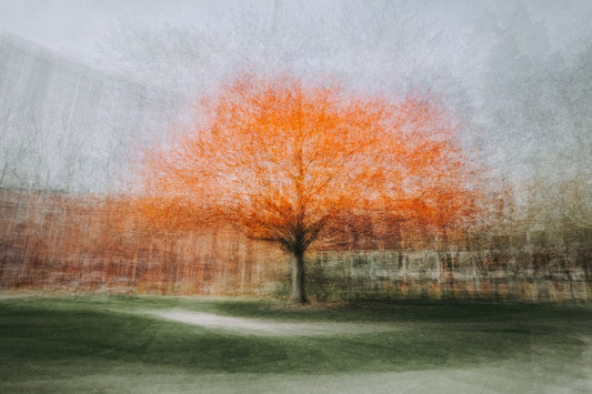 A blurred image of a tree with red leaves, likely a cherry blossom, with a pathway and out-of-focus trees in the background.