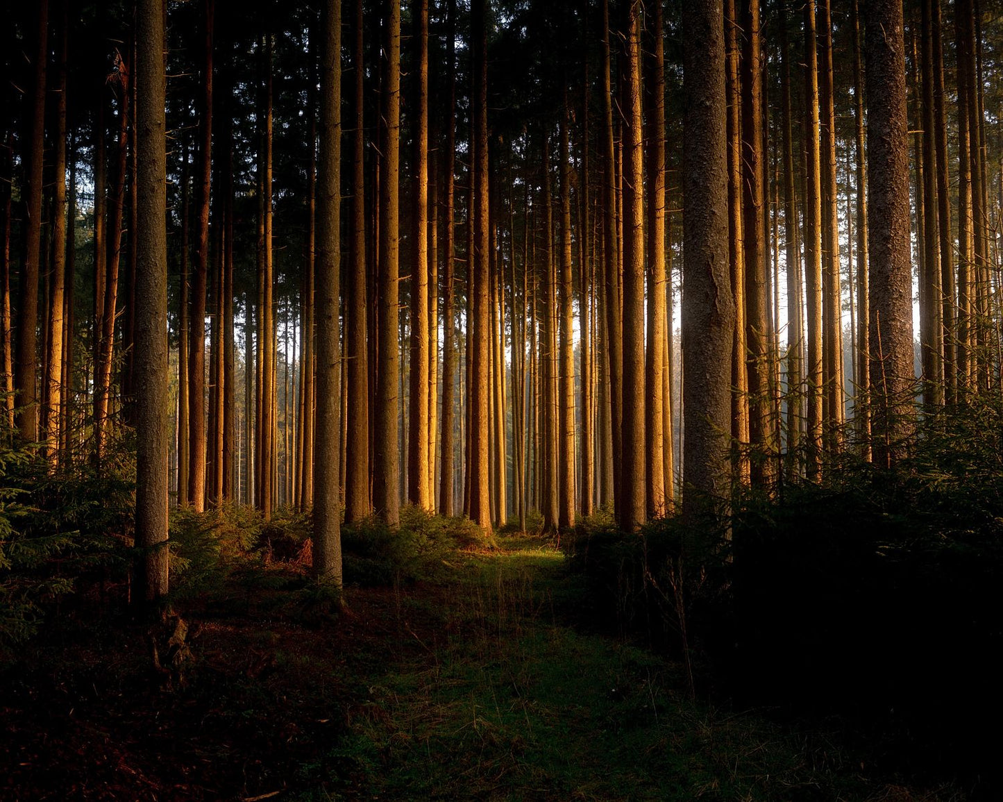A landscape photo featuring a sunset in a forest with tall, slender trees and a pathway, printed on a Giclée Hahnemühle photo rag paper with a white border.