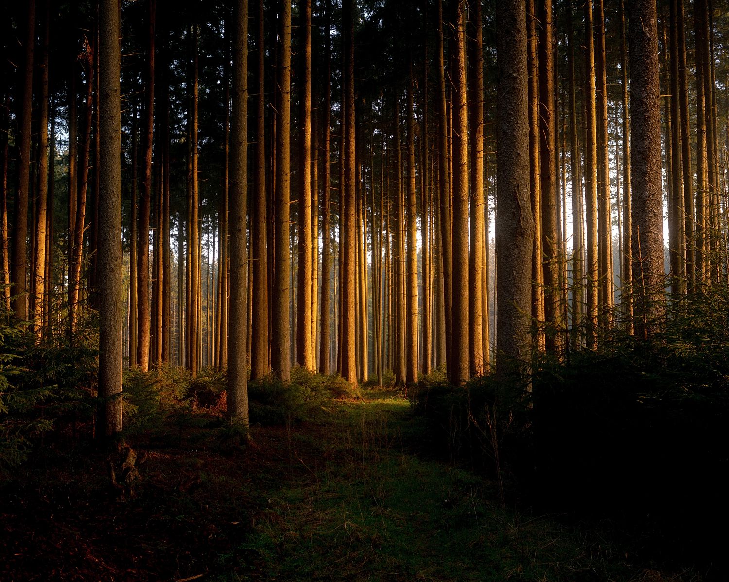 A landscape photo featuring a sunset in a forest with tall, slender trees and a pathway, printed on a Giclée Hahnemühle photo rag paper with a white border.