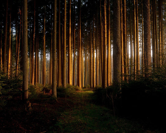 A landscape photo featuring a sunset in a forest with tall, slender trees and a pathway, printed on a Giclée Hahnemühle photo rag paper with a white border.