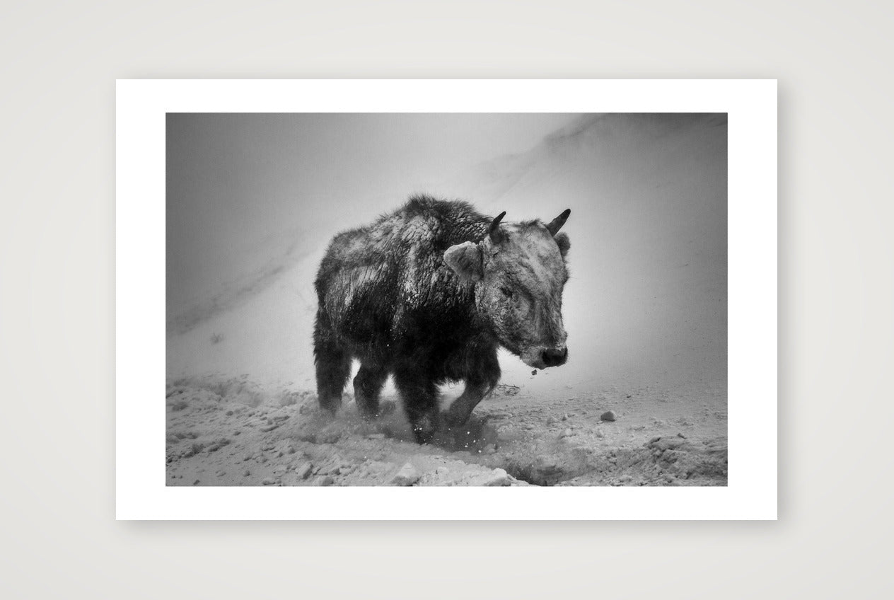 Orsoo Bayarsaikhan – Mongolian Bison — 60×40cm, 24×16" Print only