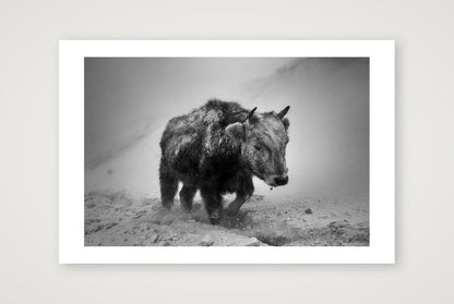 Orsoo Bayarsaikhan – Mongolian Bison — 60×40cm, 24×16" Print only