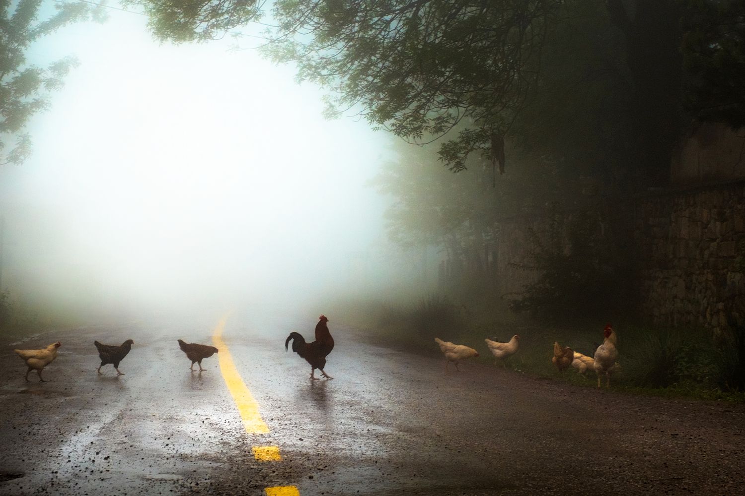 An image of a group of chickens crossing a road with a foggy background 