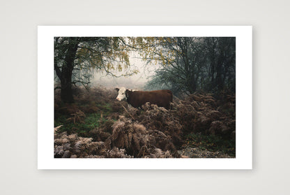 Jamie Tilley – Hereford Cow — 45×30cm, 18×12" Print only