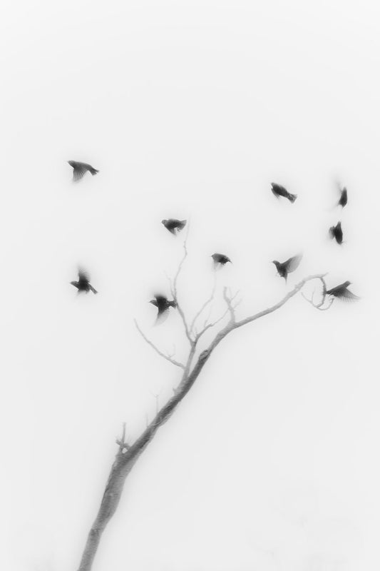A black and white image of birds in flight around a tree, presented as a fine art print with a white border for mounting.