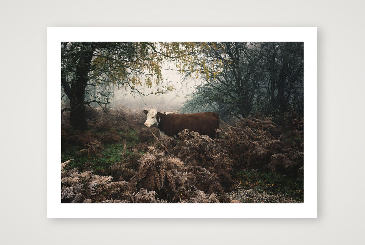 Jamie Tilley – Hereford Cow — A4 (30×21cm, 12×8") Print only