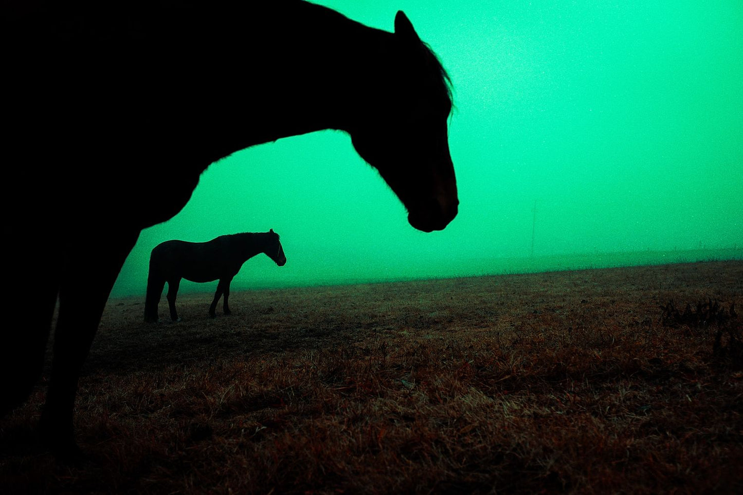A photograph featuring two silhouetted horses in a green tinted landscape, likely to be mounted and framed.