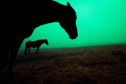 A photograph featuring two silhouetted horses in a green tinted landscape, likely to be mounted and framed.
