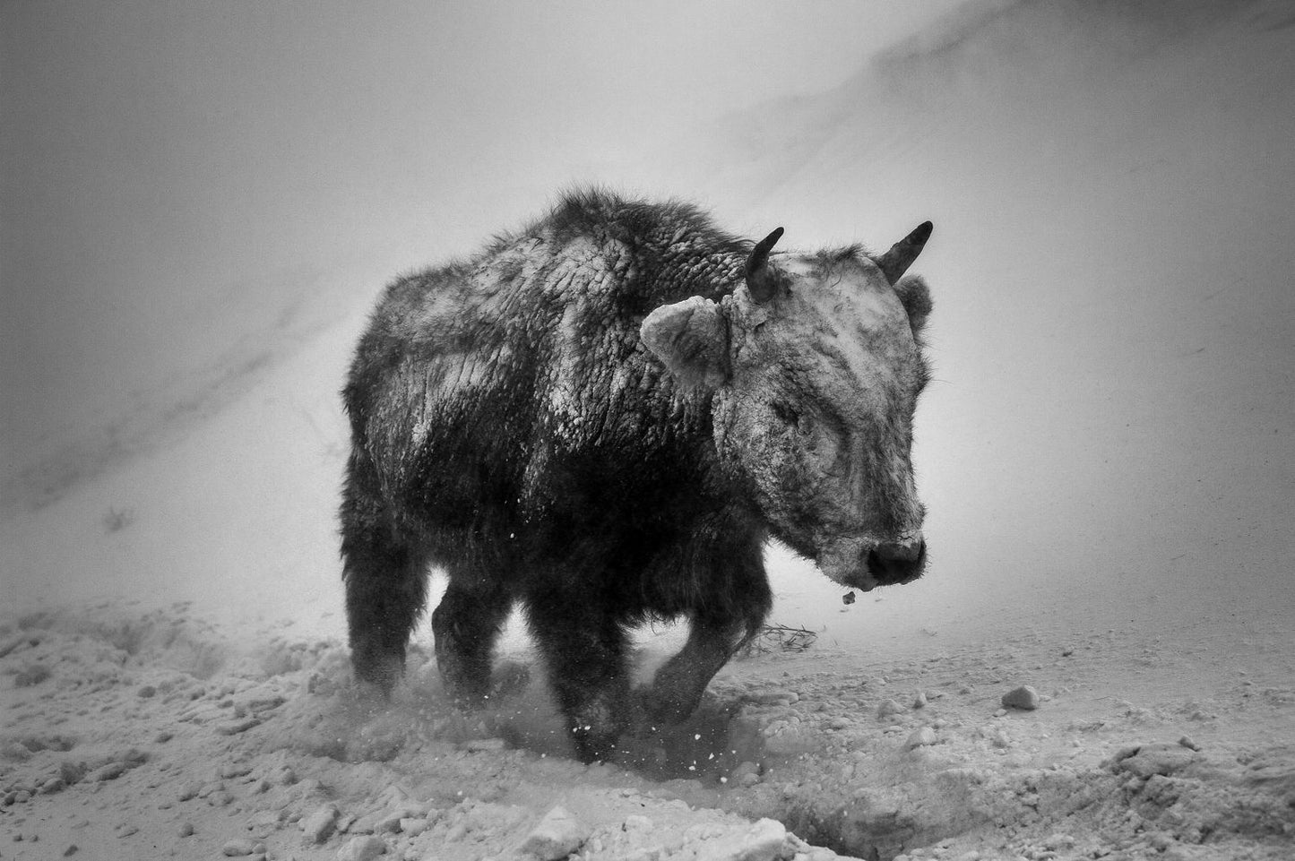 Orsoo Bayarsaikhan – Mongolian Bison