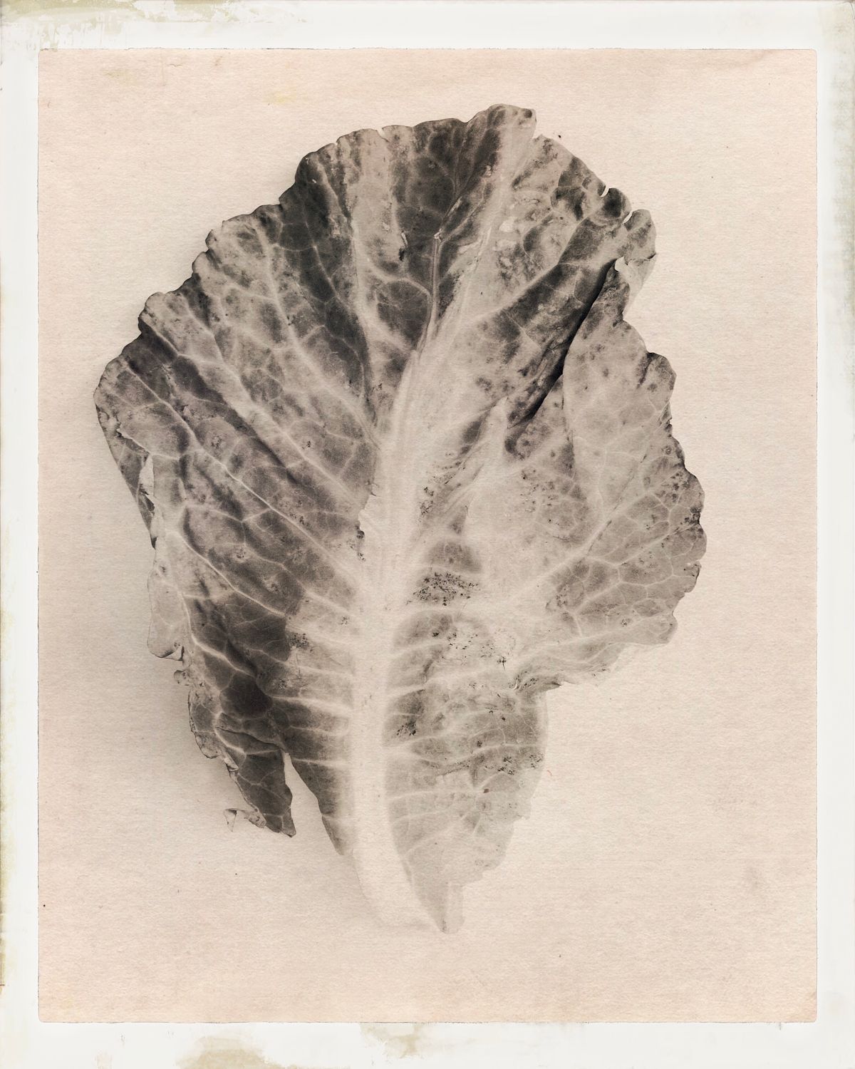 A black and white image of a cabbage leaf with a blurred background.