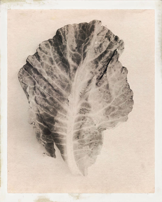 A black and white image of a cabbage leaf with a blurred background.