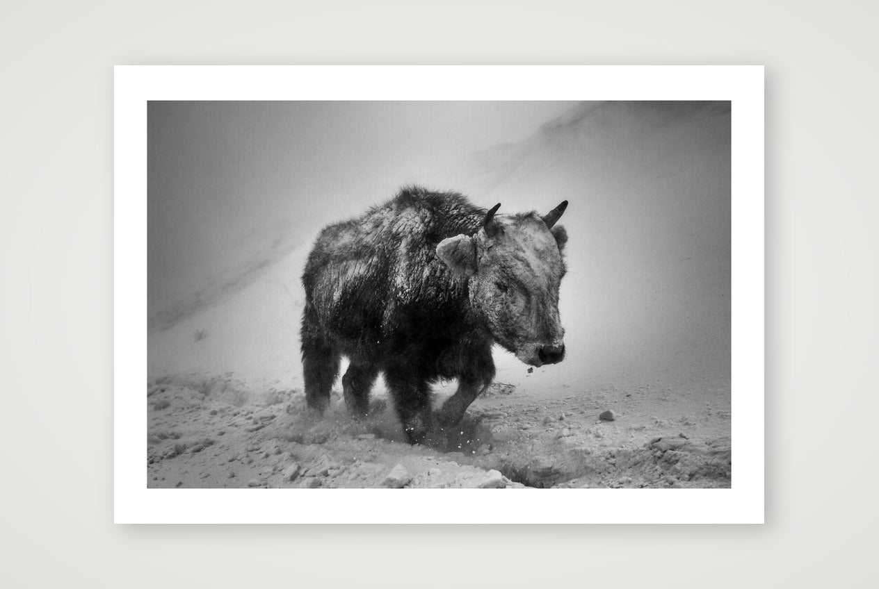 Orsoo Bayarsaikhan – Mongolian Bison — A4 (30×21cm, 12×8") Print only