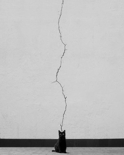 Black and white photo of a cat sitting on a wall, with a visible crack in the wall behind it.