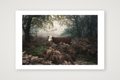 Jamie Tilley – Hereford Cow — 60×40cm, 24×16" Print only