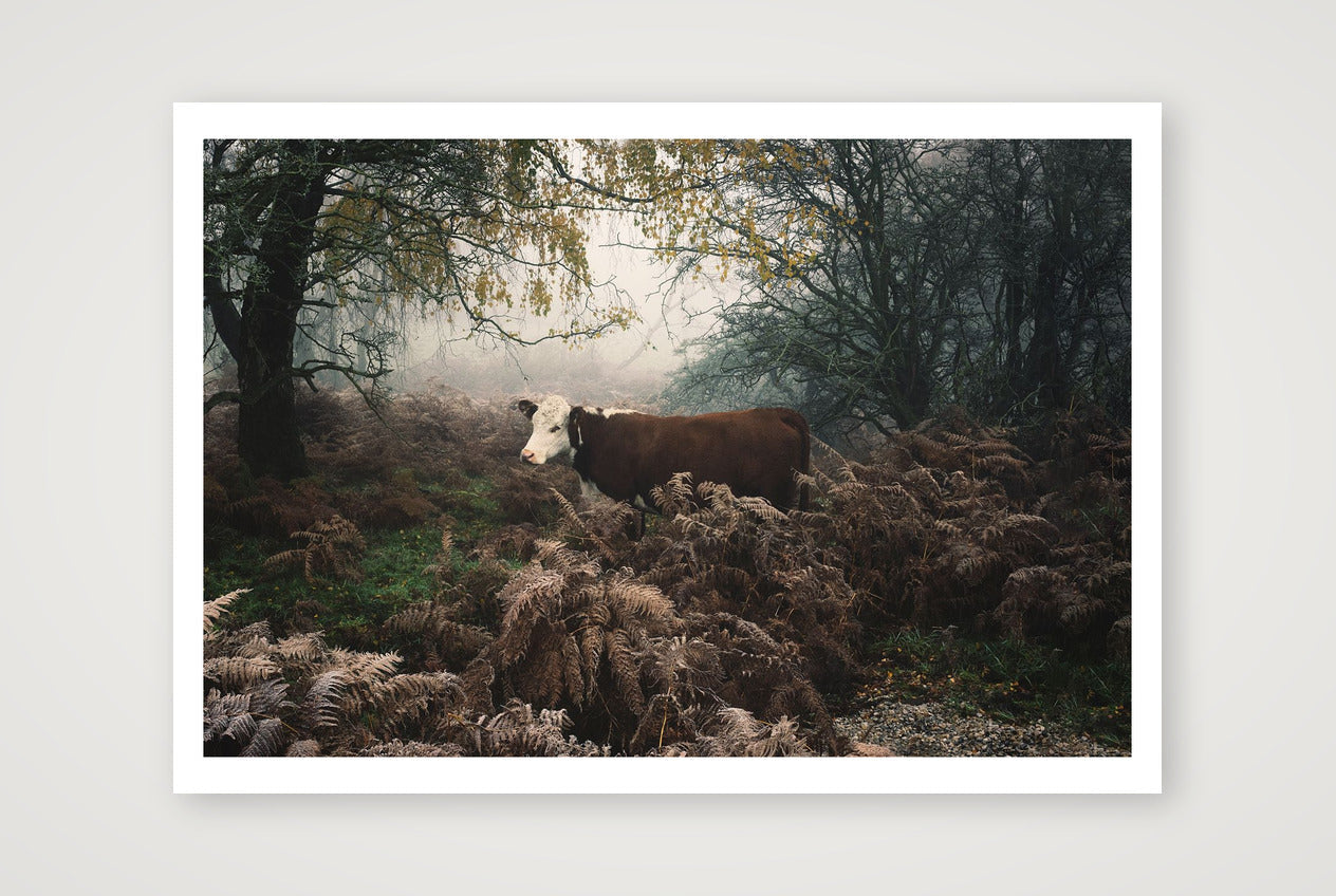 Jamie Tilley – Hereford Cow — 100×70cm, 39×28" Print only