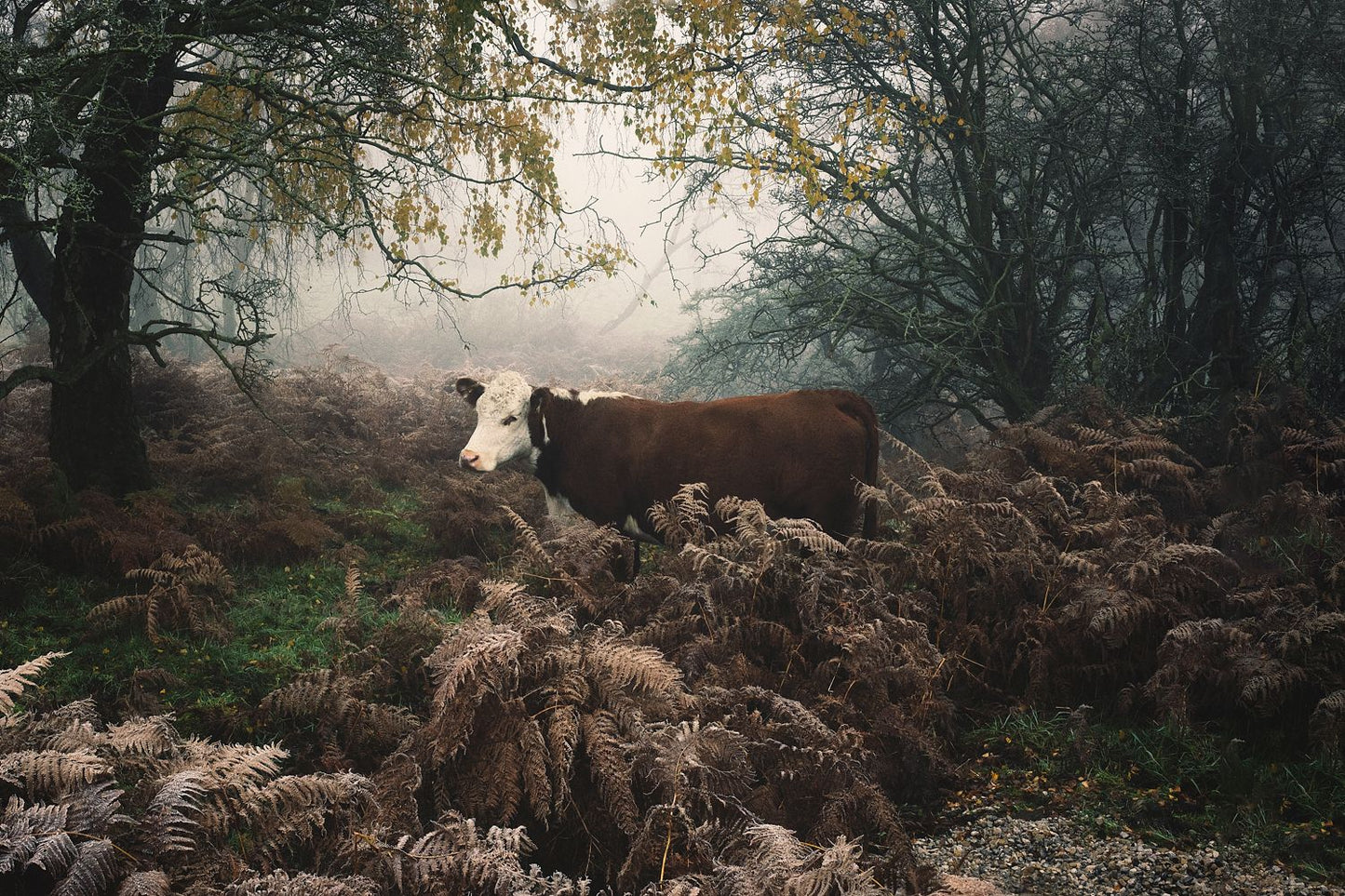 A print depicting a cow in a misty outdoor setting with trees and foliage.
