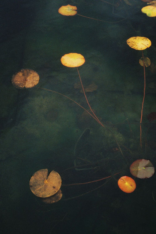 A photograph featuring a blurred image of a pond with lily pads and a yellow-colored dome, possibly a lighting fixture.