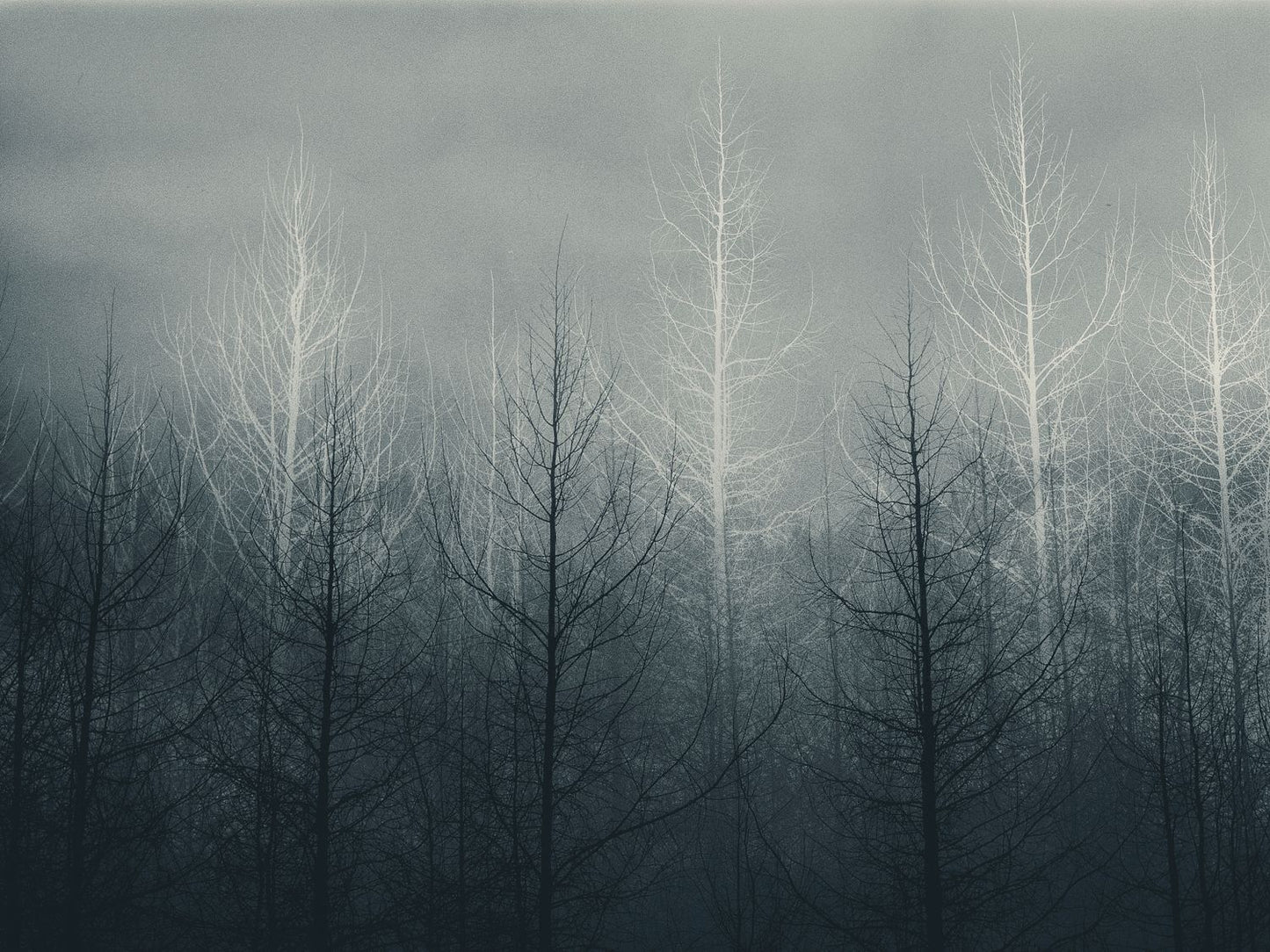 An image of trees with a misty background.