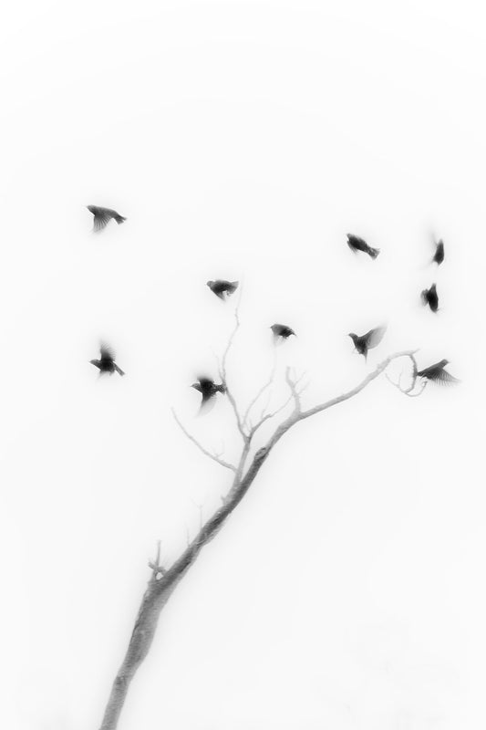A black and white image of birds in flight around a tree, presented as a fine art print with a white border for mounting.