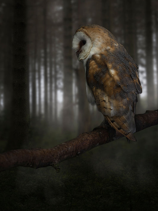 Michael Jonca – Awaiting For Nightfall