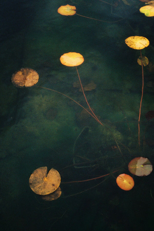 A photograph featuring a blurred image of a pond with lily pads and a yellow-colored dome, possibly a lighting fixture.