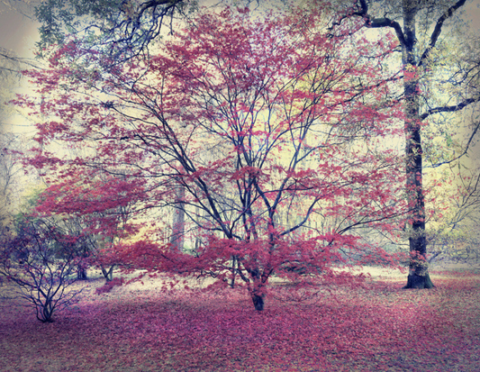 A photographic print featuring a tree with autumn-colored leaves, likely to be a part of the 'Autumn Hues' collection by Barry Cawston.