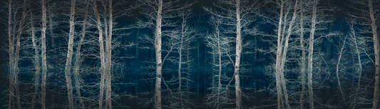 A photographic print featuring a forest at dusk with dark trees and a reflective water surface.