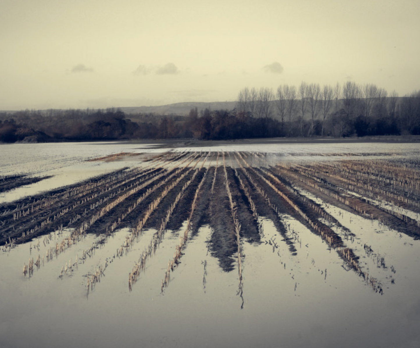 A fine art photograph of marshlands with cloudy skies and trees in the background
