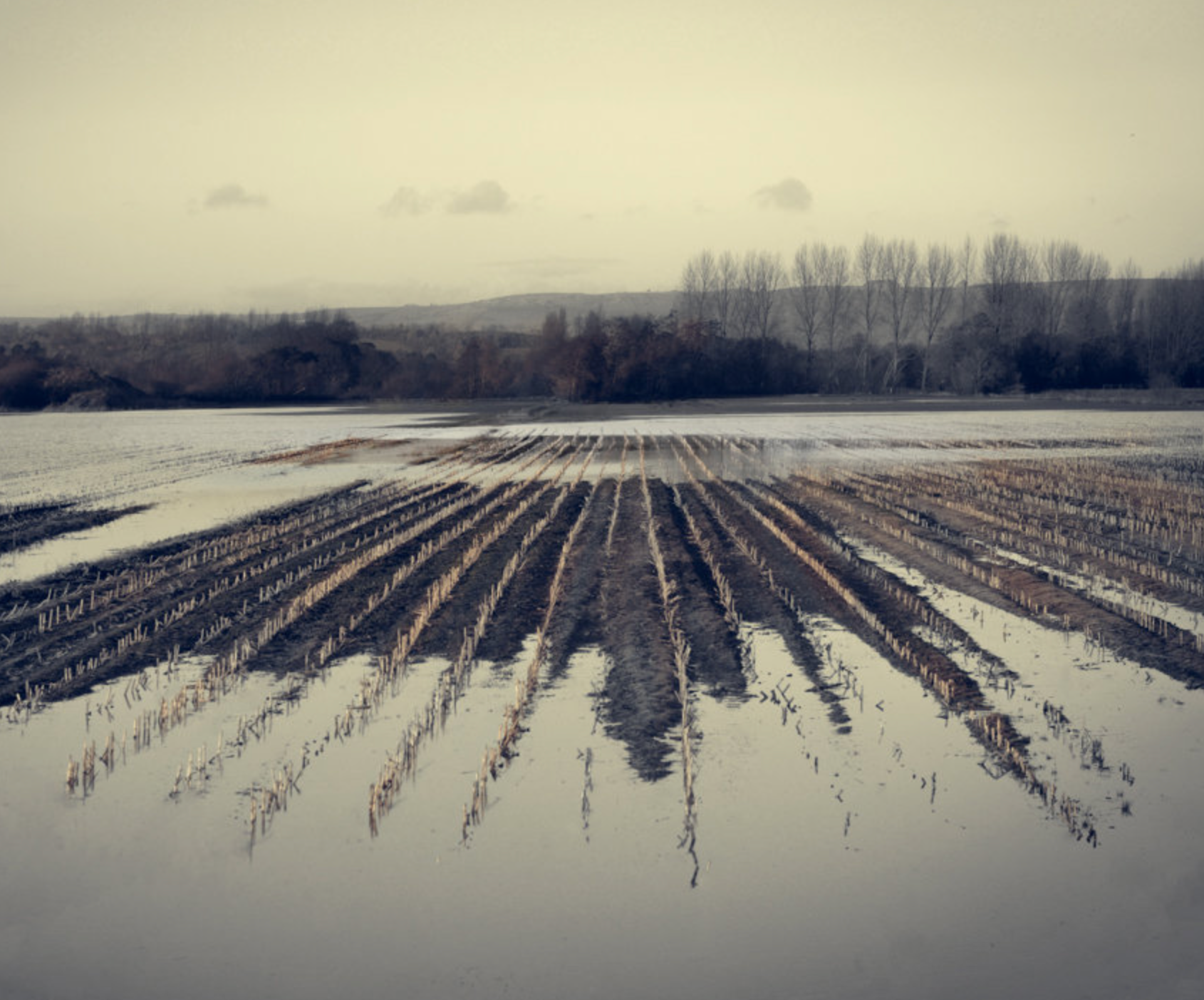 A fine art photograph of marshlands with cloudy skies and trees in the background