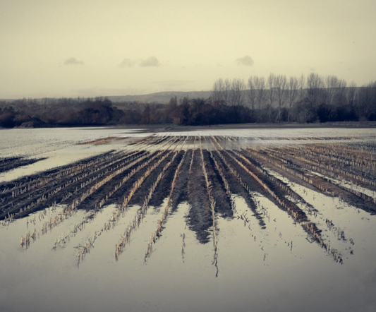 A fine art photograph of marshlands with cloudy skies and trees in the background