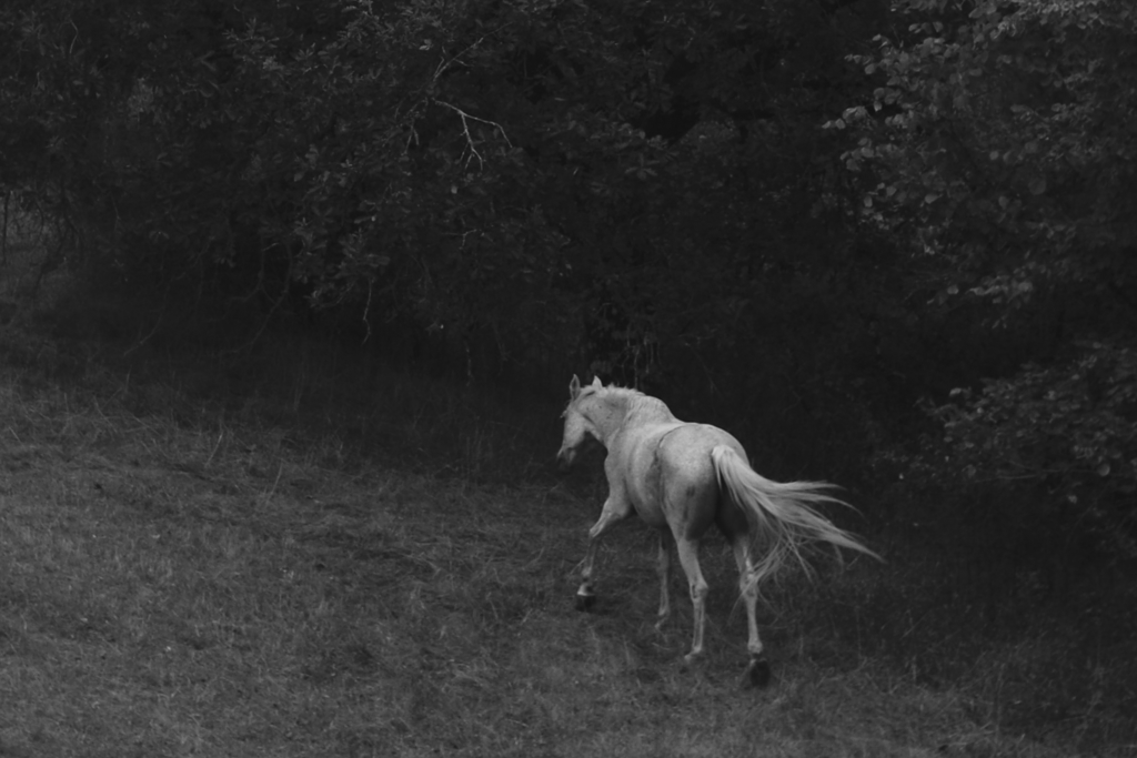Black and white photograph of a horse running in a grassy field with trees in the background, part of a limited edition series titled 'Tír na nÓg'.