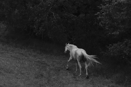 Black and white photograph of a horse running in a grassy field with trees in the background, part of a limited edition series titled 'Tír na nÓg'.