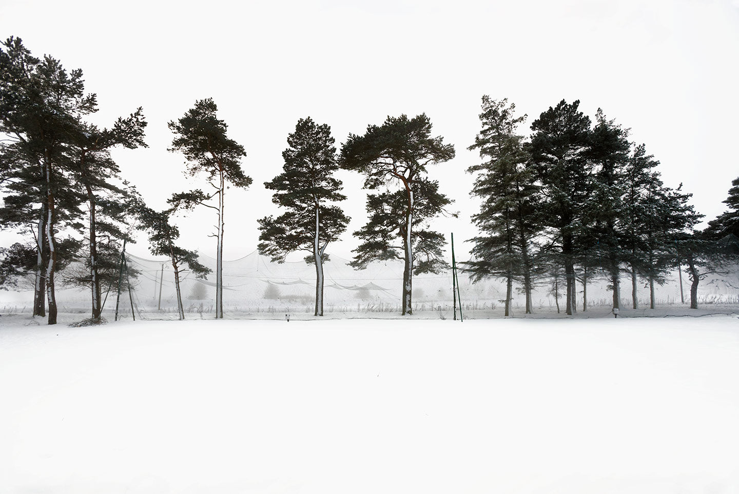 A black and white image of a snowy landscape featuring pine trees.