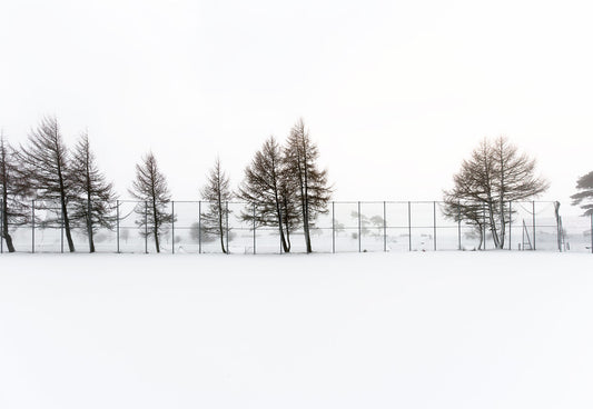 An image of leafless trees in a snowy landscape, part of an art series titled 'Snow'.