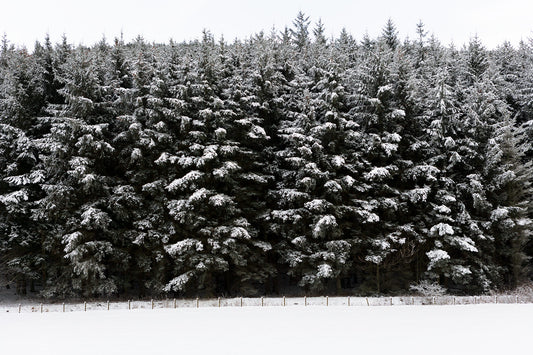 Keith Parry – Snow #11