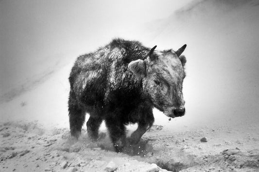 Black and white image of a Mongolian Bison in a misty landscape, showing the animal's head and neck against a blurred background.